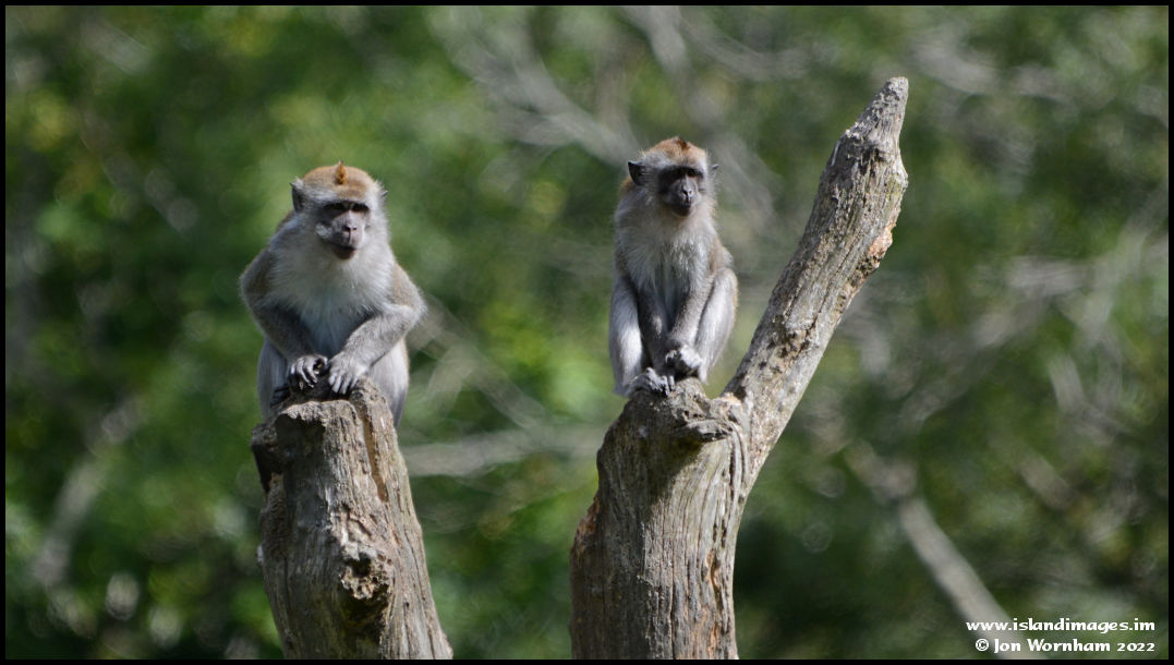 Curraghs Wildlife Park Isle Of Man 27 6 22