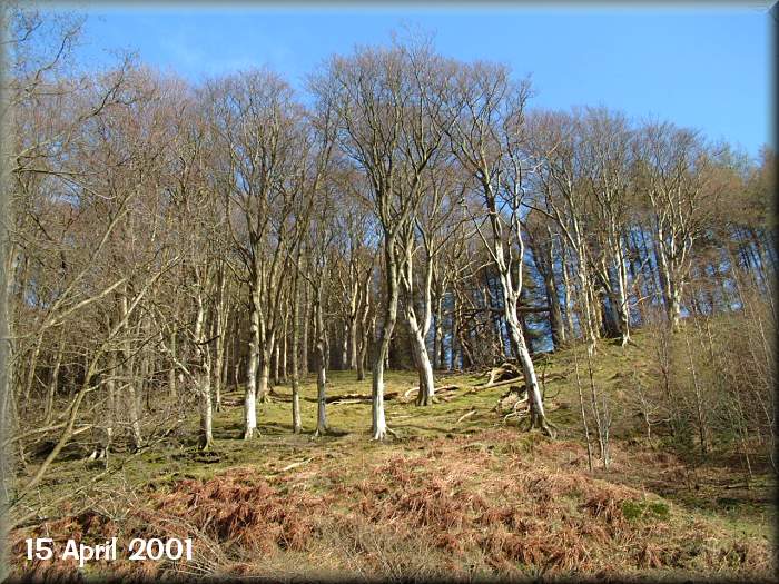 Trees at Tholt-y-Will